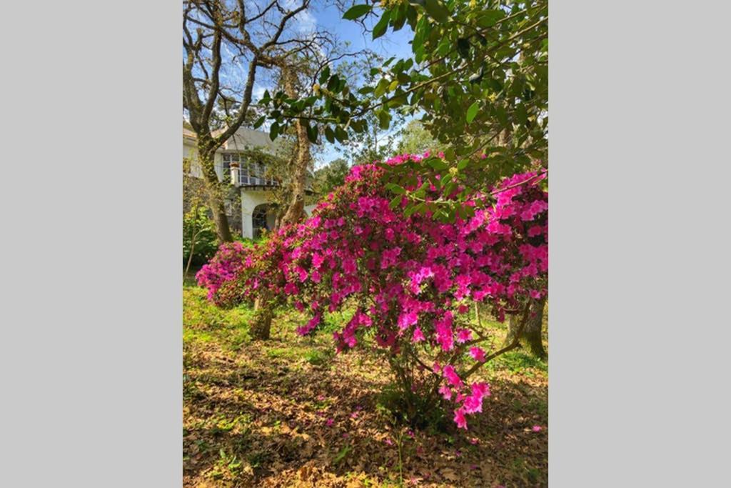 Quinta Biologica, Com Vista, Na Serra De סינטרה מראה חיצוני תמונה