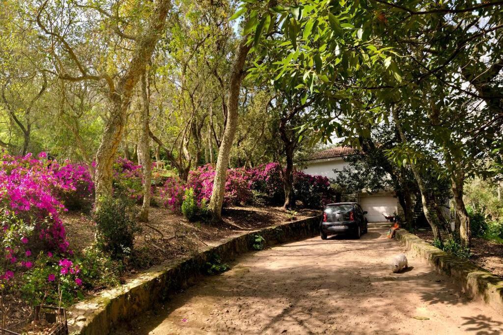 Quinta Biologica, Com Vista, Na Serra De סינטרה מראה חיצוני תמונה