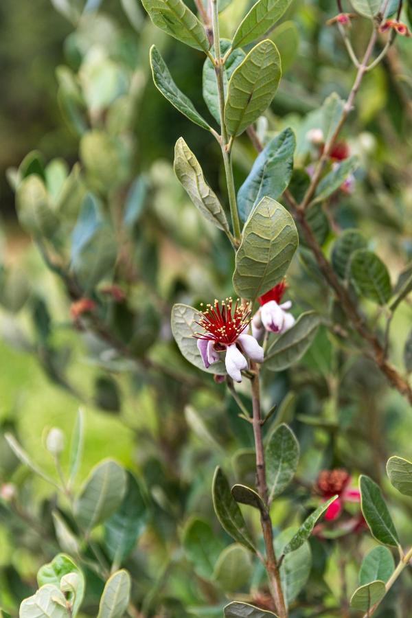Quinta Biologica, Com Vista, Na Serra De סינטרה מראה חיצוני תמונה