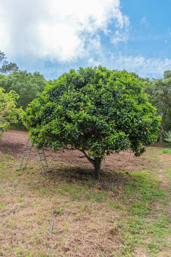 Quinta Biologica, Com Vista, Na Serra De סינטרה מראה חיצוני תמונה