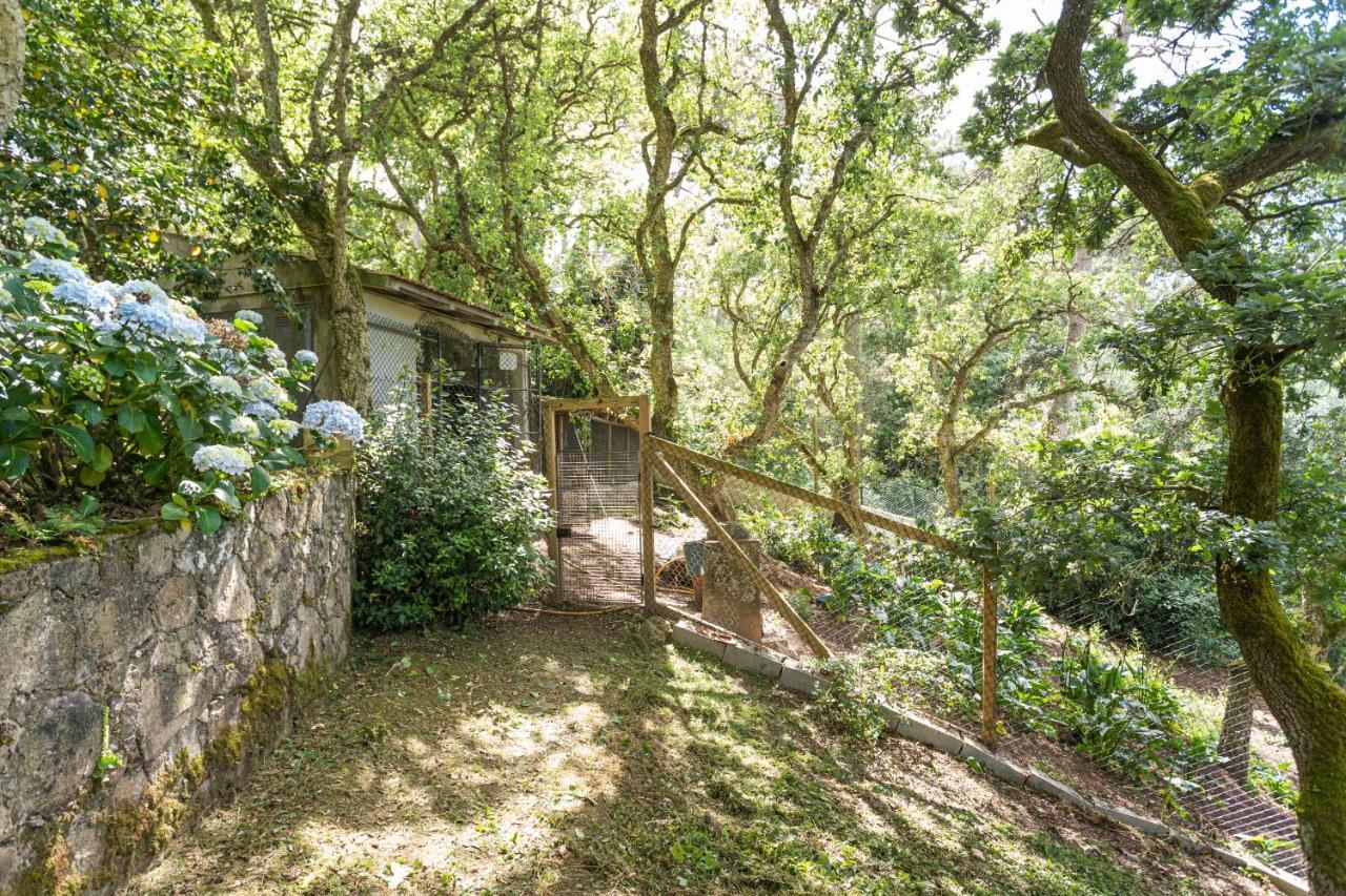 Quinta Biologica, Com Vista, Na Serra De סינטרה מראה חיצוני תמונה
