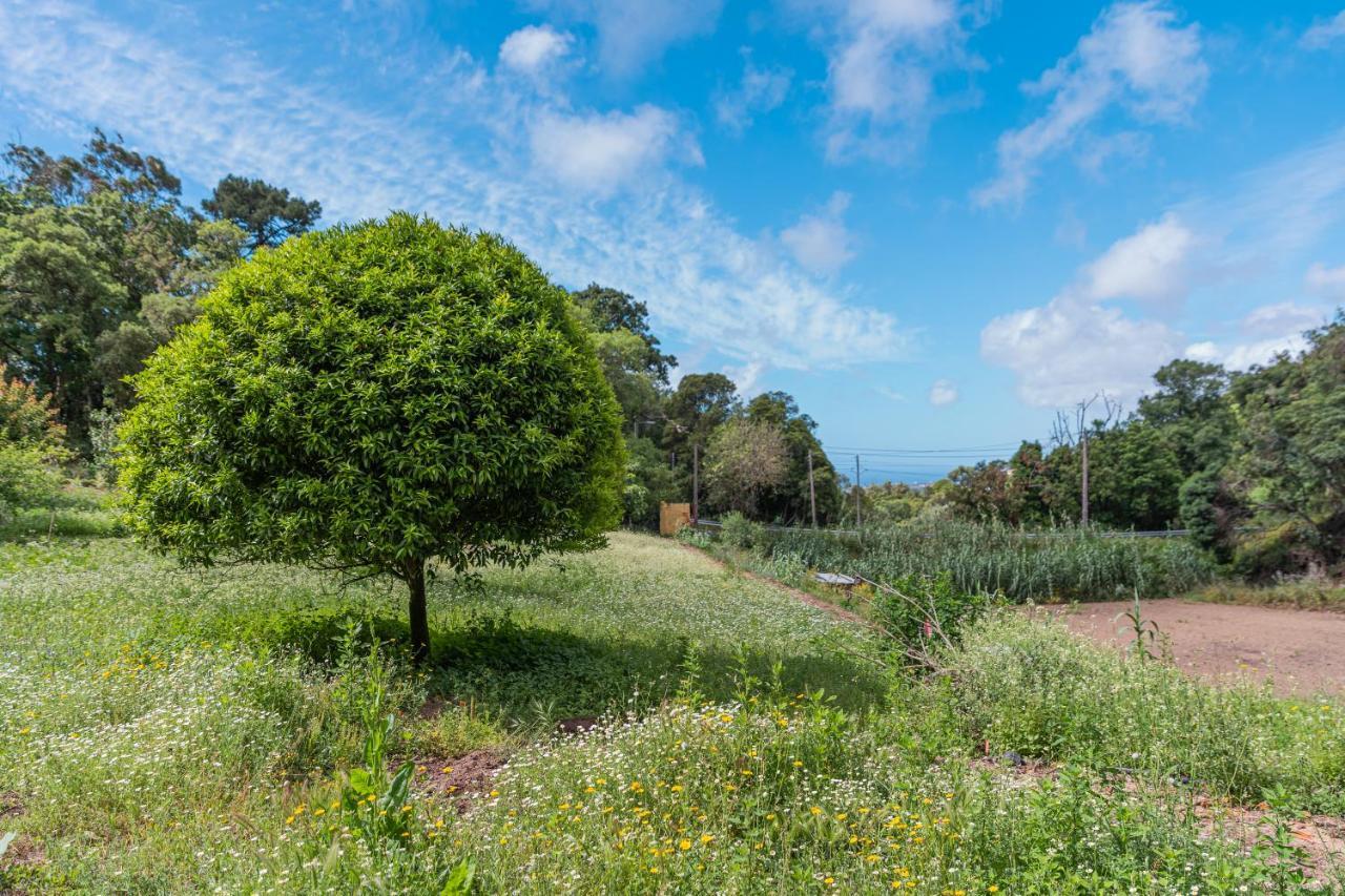 Quinta Biologica, Com Vista, Na Serra De סינטרה מראה חיצוני תמונה